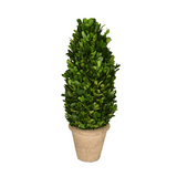 Real Preserved Boxwood Topiary Cone - 16"
