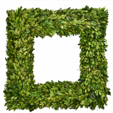 Real Preserved Boxwood Wreath Country Manor Square - 20"