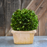 Real Preserved Boxwood Mini Single Ball Topiary in Square Pot - 8"