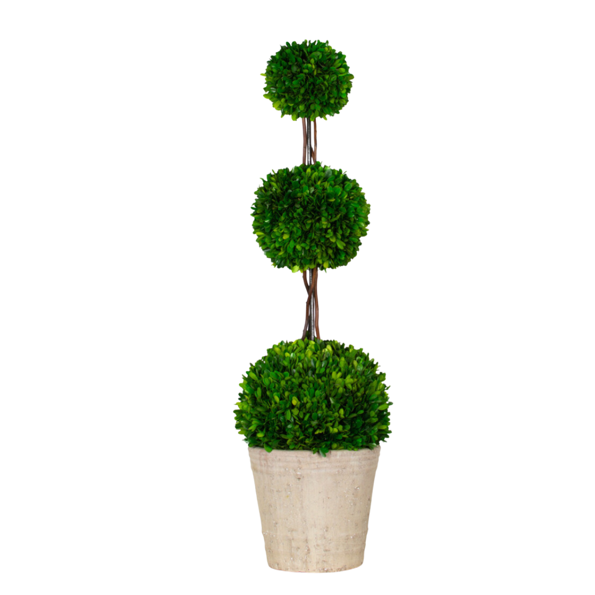 triple ball topiary real preserved boxwoods in pot