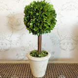 Real Preserved Boxwood Single Ball Topiary - 16"