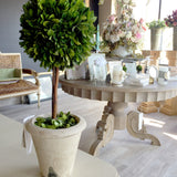 Real Preserved Boxwood Single Ball Topiary - 12"