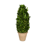 Real Preserved Boxwood Topiary Cone - 16"