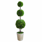 Real Preserved Boxwood Triple Ball Topiary in Pot- 59"