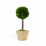Real Preserved Boxwood Single Ball Square Pot Topiary - 16"