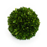 Real Preserved Boxwood Single Ball Topiary - 10"