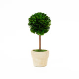 Real Preserved Boxwood Single Ball Topiary - 16"