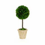 Real Preserved Boxwood Single Ball Topiary - 12"