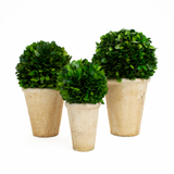 Real Preserved Boxwood Balls in Pots Topiary Set - Varied