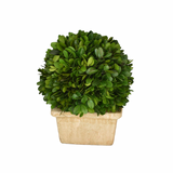 Real Preserved Boxwood Mini Single Ball Topiary in Square Pot - 8"