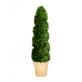 Real Preserved Boxwood Spiral Topiary in Pot - 43"