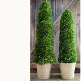 Real Preserved Boxwood Spiral Topiary in Pot - 43"