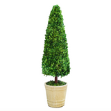 Real Preserved Boxwood Topiary Cone - 43"