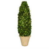 Real Preserved Boxwood Topiary Cone - 24"