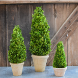 Real Preserved Boxwood Topiary Cone - 16"